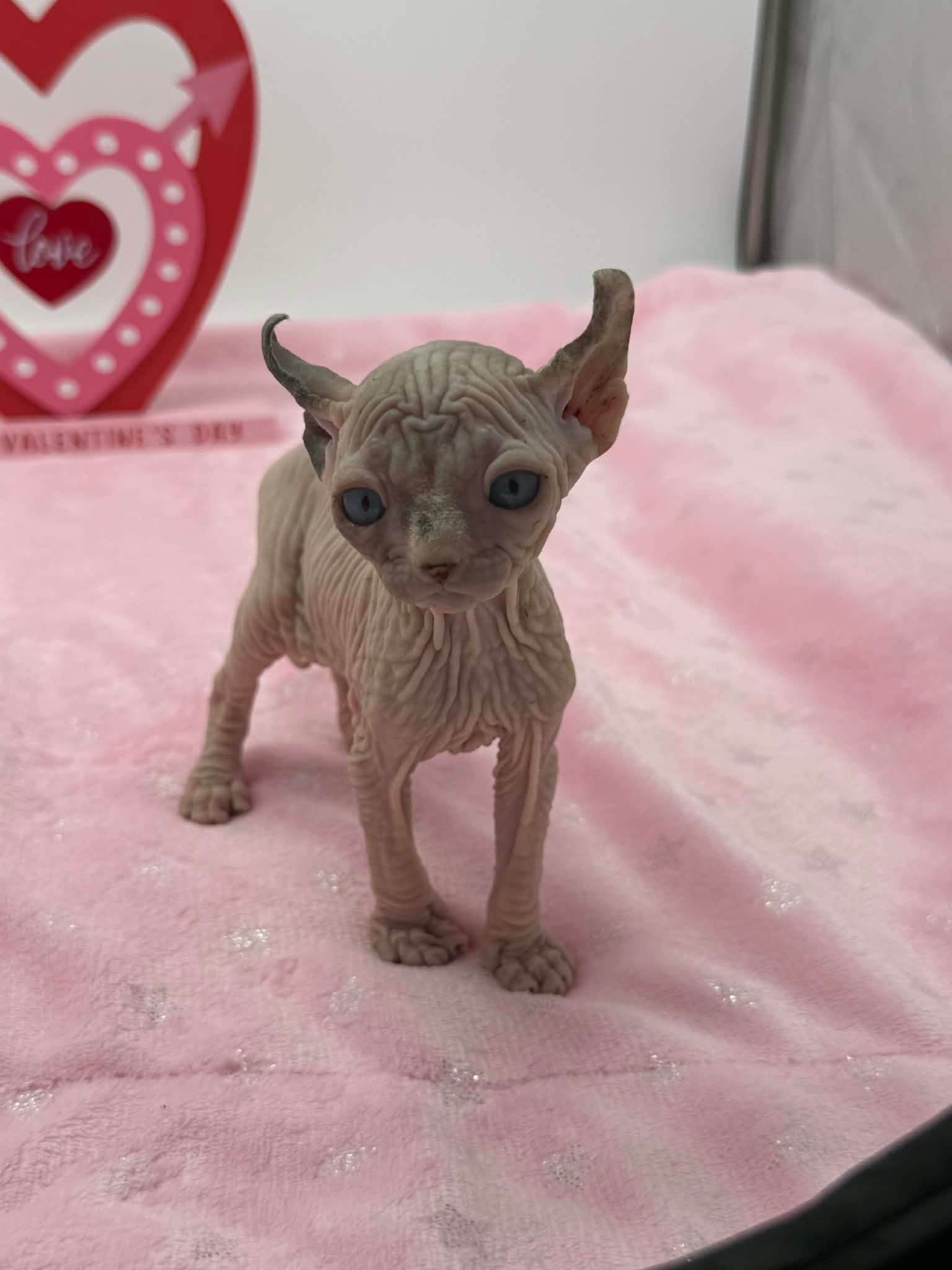 Purradox Velour Reservation - Image 5