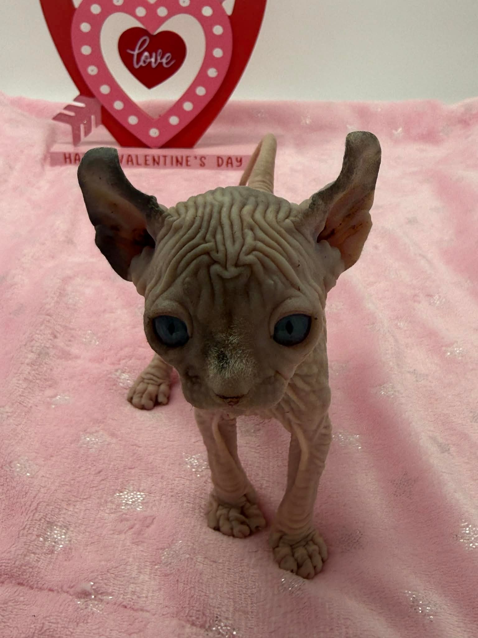 Purradox Velour Reservation - Image 7