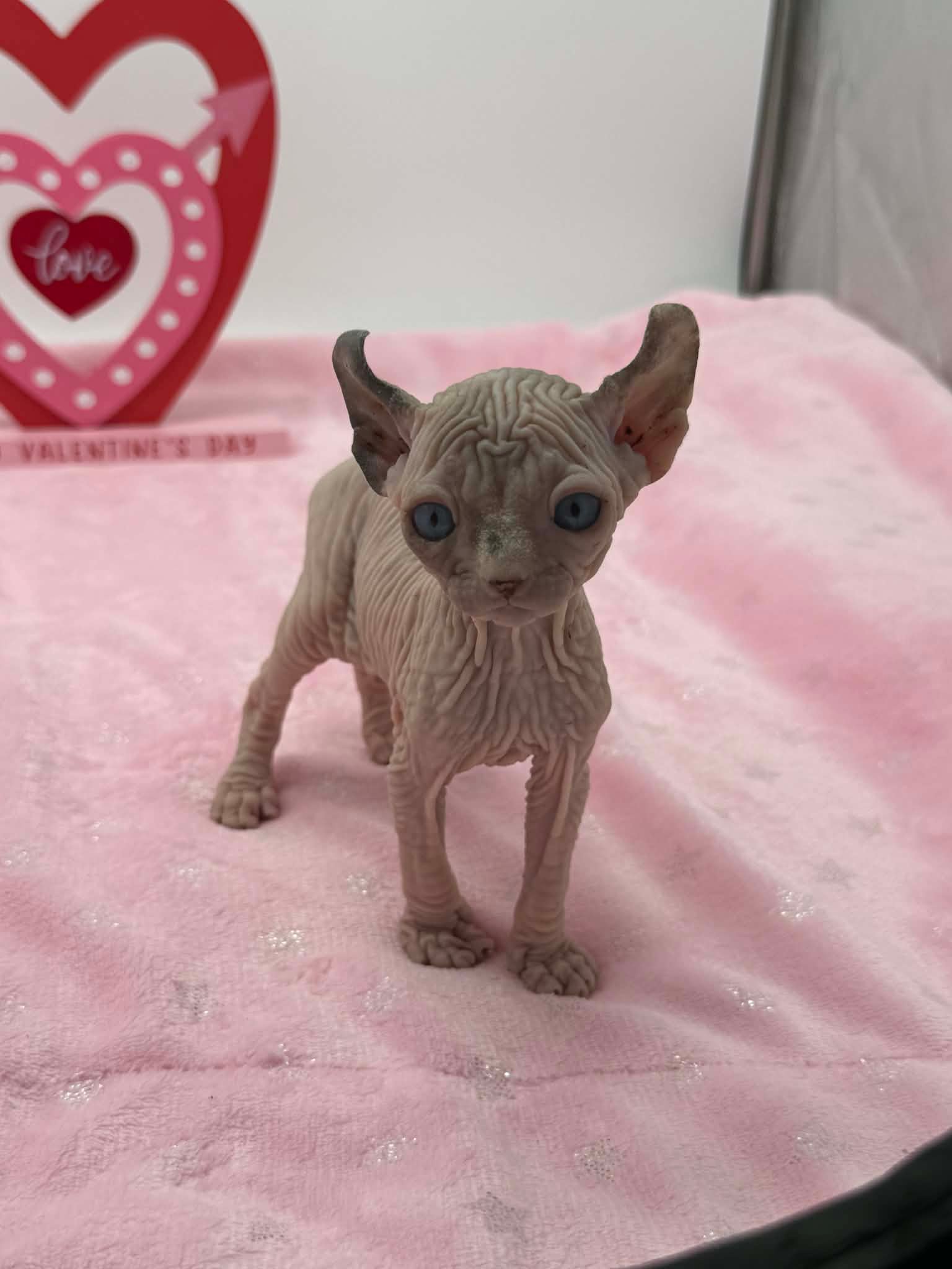 Purradox Velour Reservation