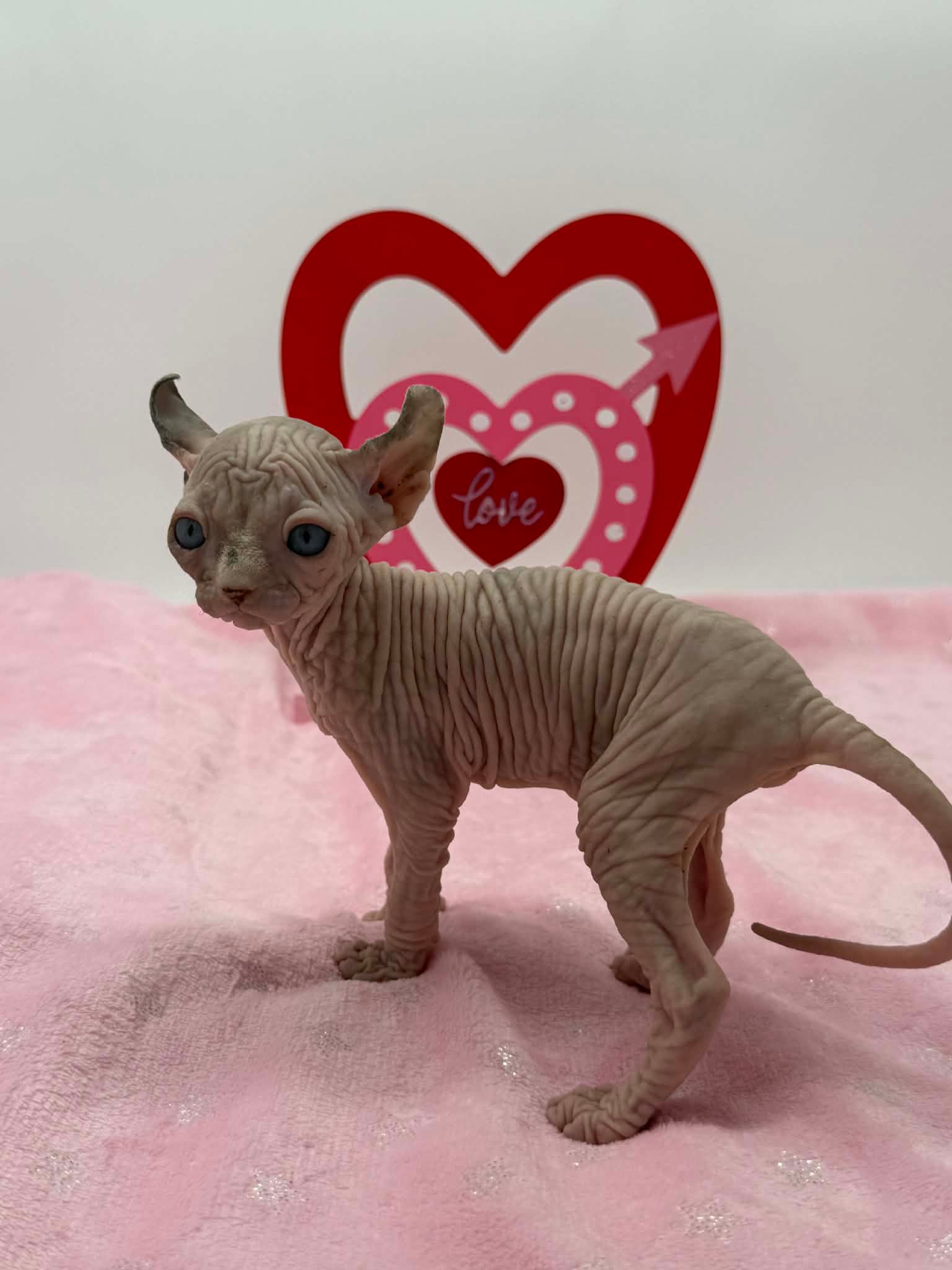 Purradox Velour Reservation - Image 3