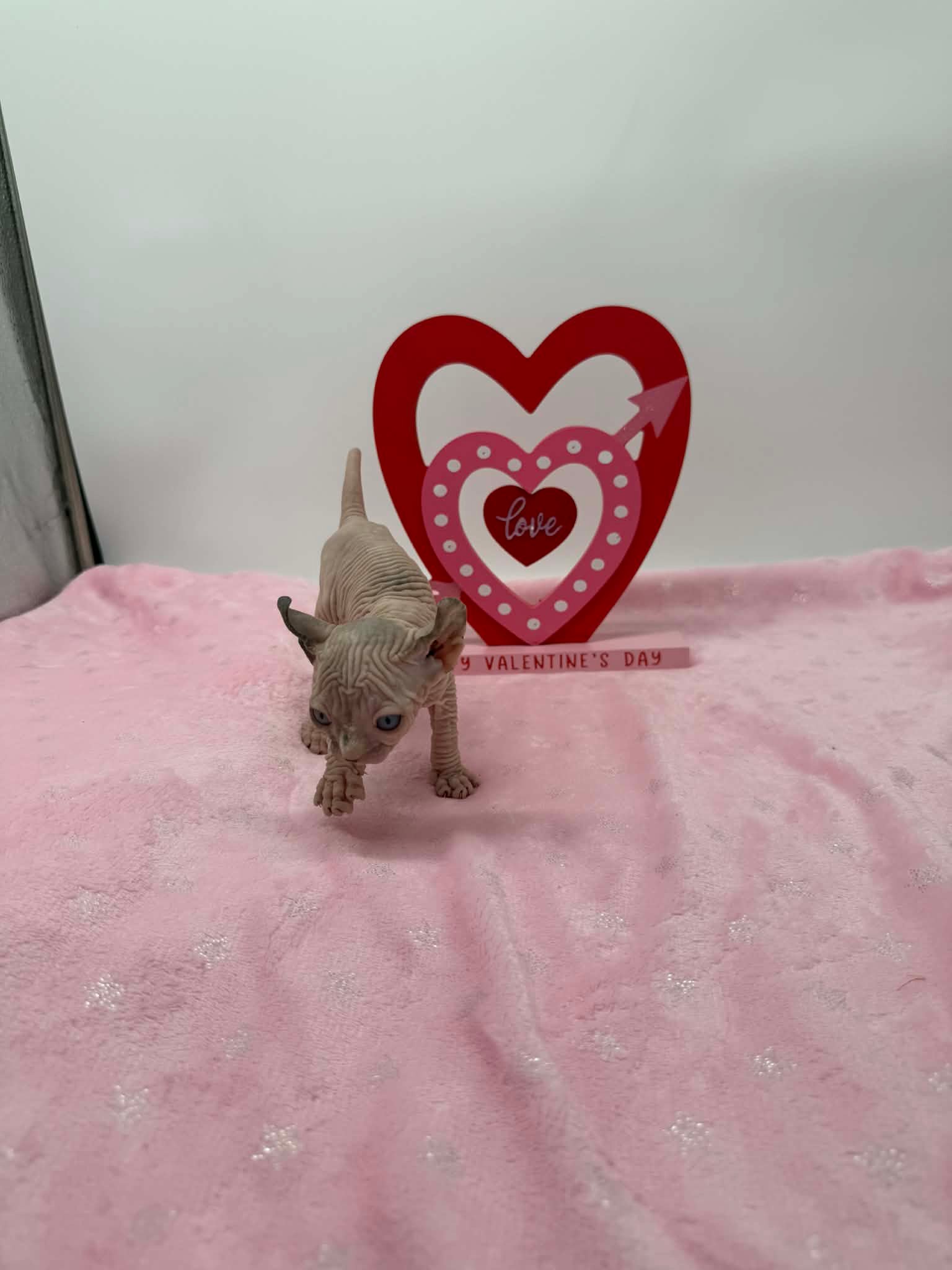 Purradox Velour Reservation - Image 14