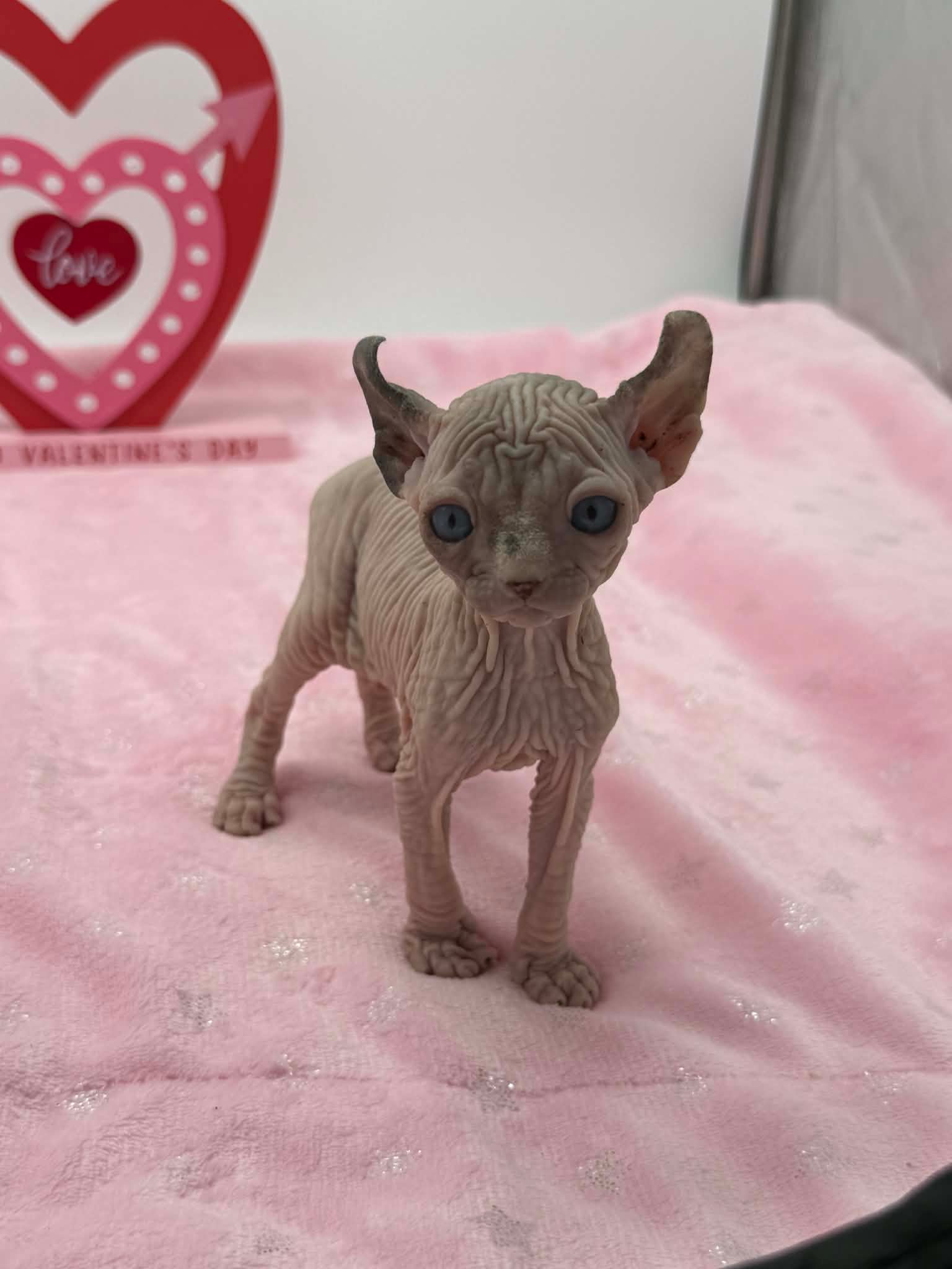 Purradox Velour Reservation - Image 4