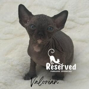 black sphynx kitten