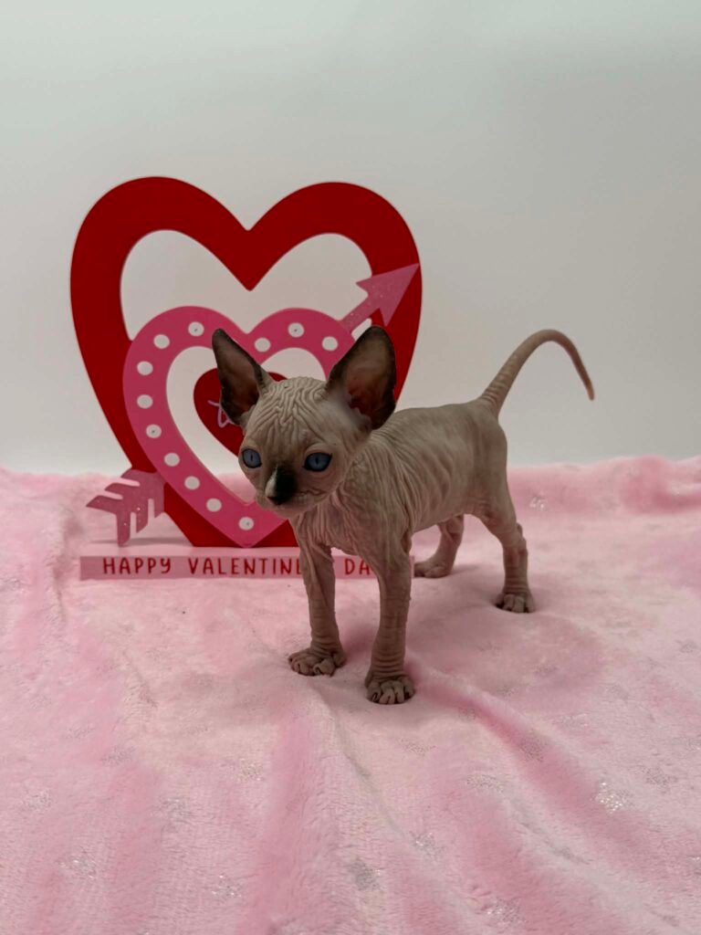 Purradox Frost | Seal Point and White Sphynx Sphynx kitten