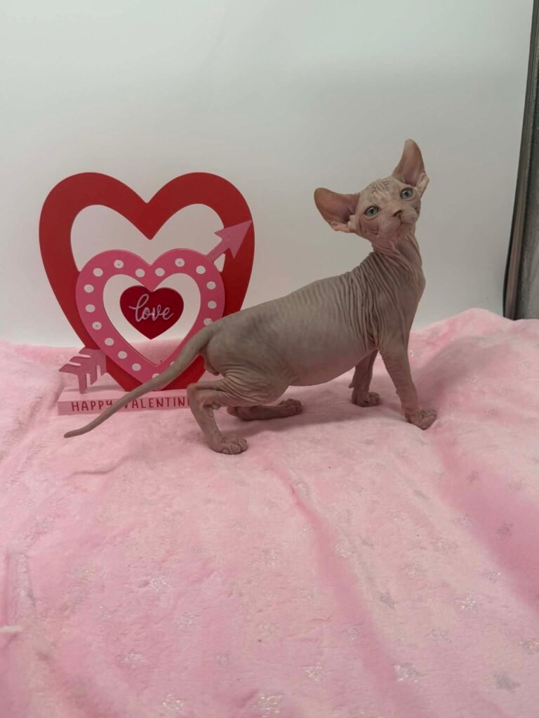 Red and White Elf Sphynx