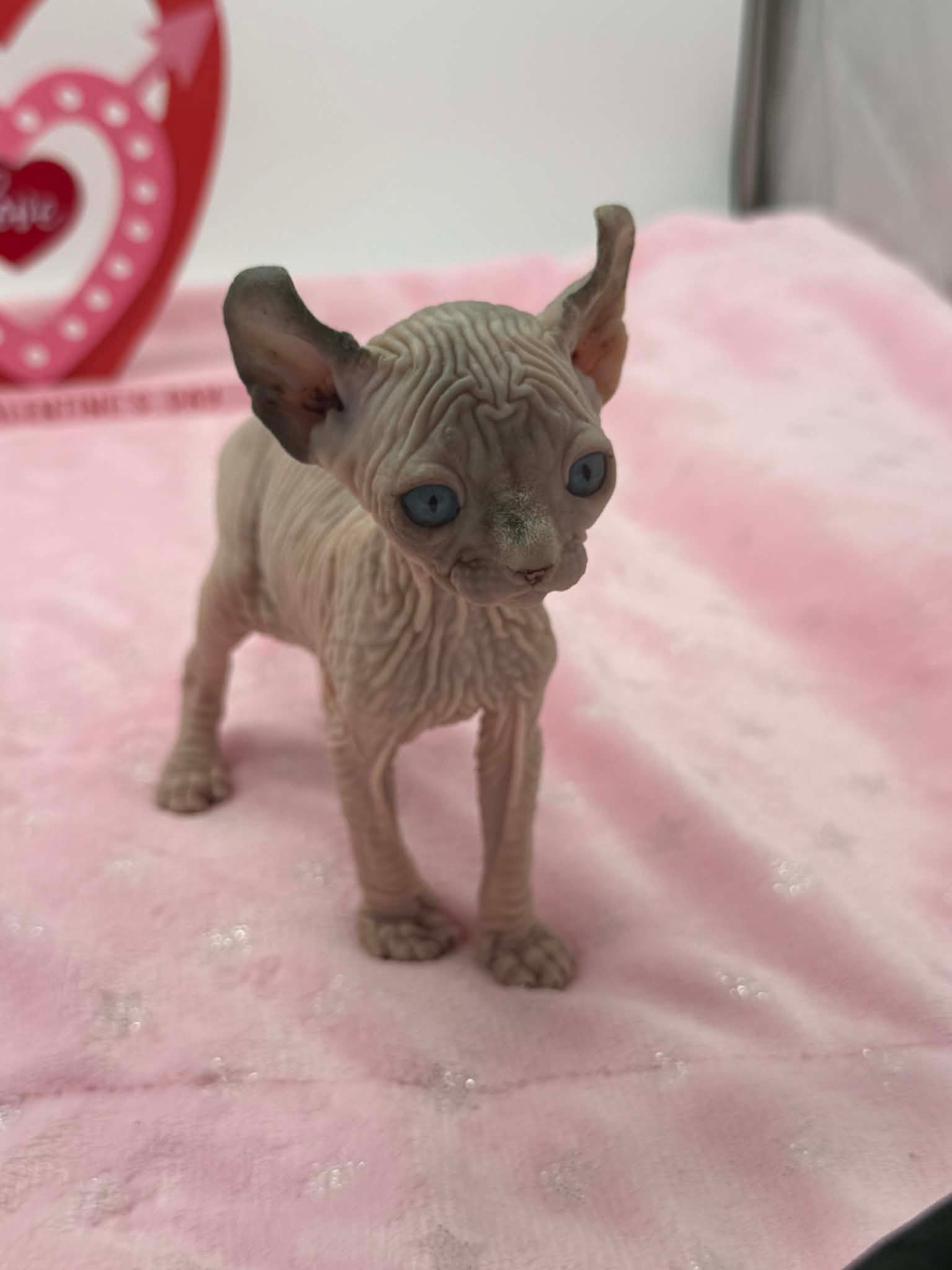 Purradox Velour Reservation - Image 6