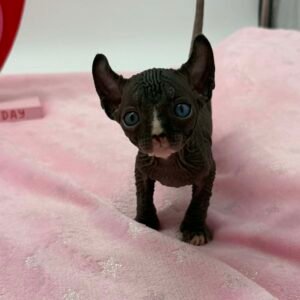 Purradox Whisper Reservation