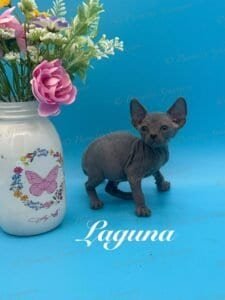 Adorable Sphynx kitten named Laguna with a flower vase background.