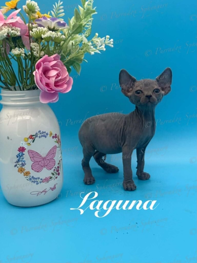 Purradox Laguna available Sphynx kitten