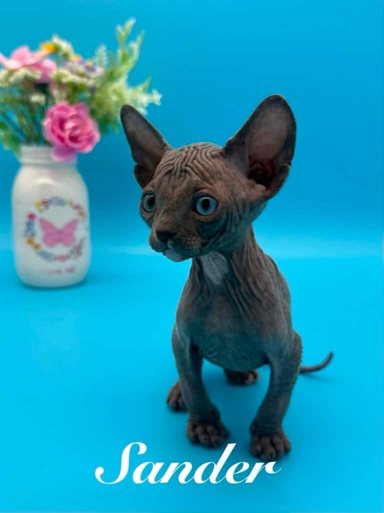 Adorable Sphynx kitten Sander with blue eyes on blue background, breeder at Purradox Sphynxery.