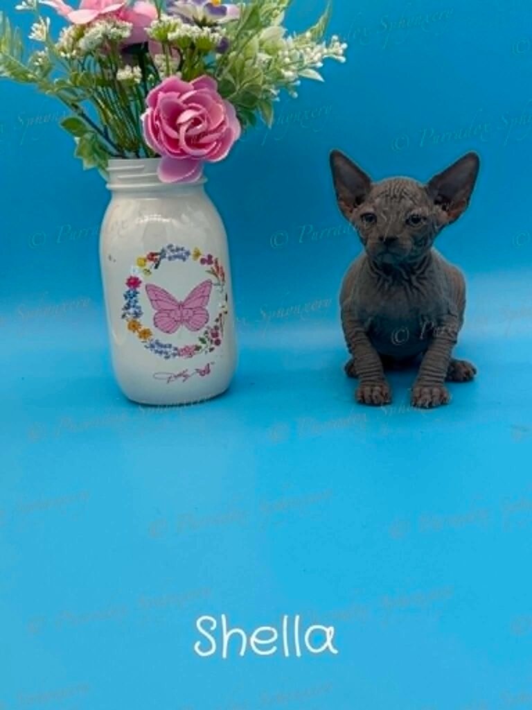 Purradox Shella available Sphynx kitten