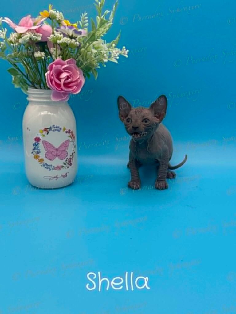 Shella blue sphynx kitten