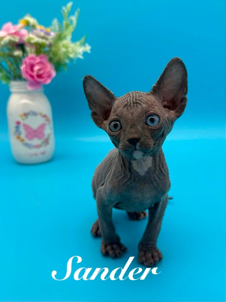 Purradox Sander Odd Eye Blue Sphynx Kitten