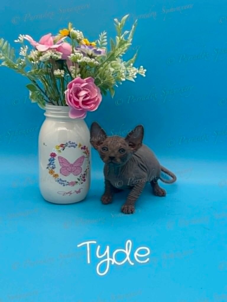 Purradox Tyde Bue Sphynx Kitten