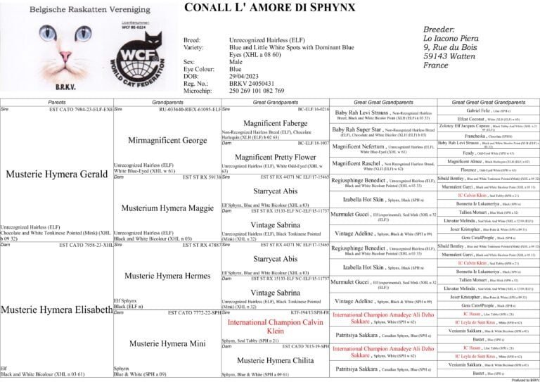 Conall Pedigree
