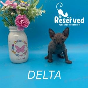Purradox Delta Blue Sphynx Kitten Reserved