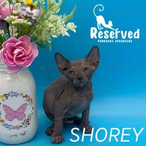 Purradox Shorey Blue Sphynx Kitten Reserved