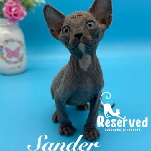 Purradox Sander | Blue Odd Eye Sphynx Kitten Sphynx kitten