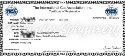King Nermal Tica Registration