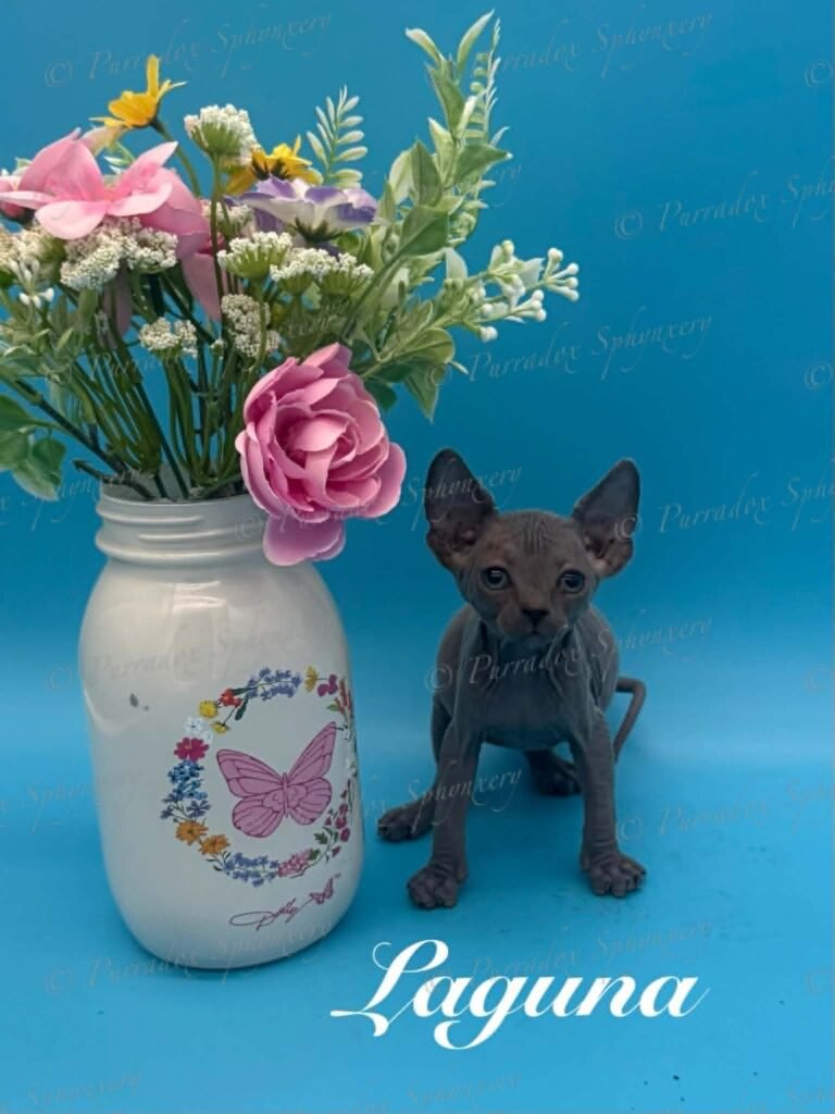 Purradox Laguna Blue Sphynx Kitten