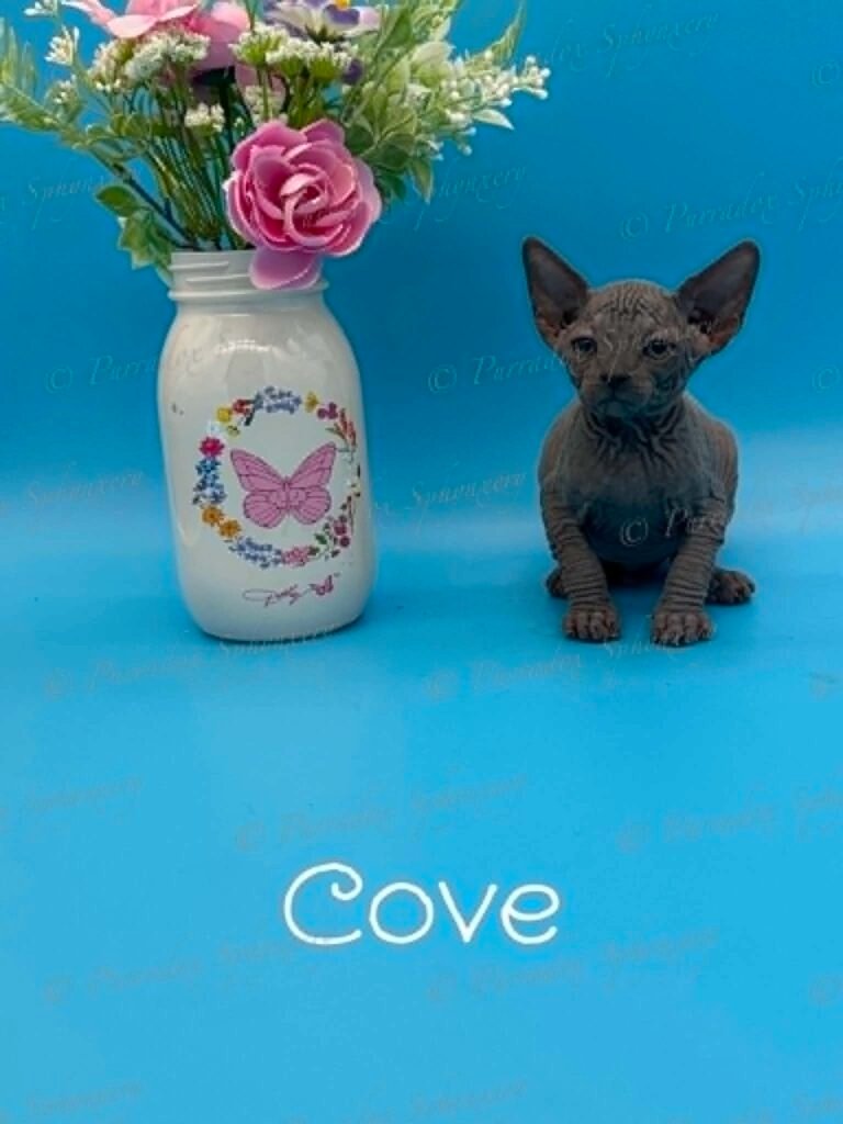 Purradox Cove available Sphynx kitten