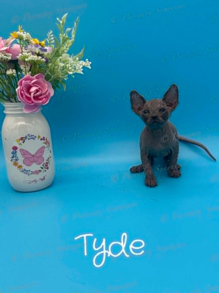 Purradx Tyde available Sphynx kitten