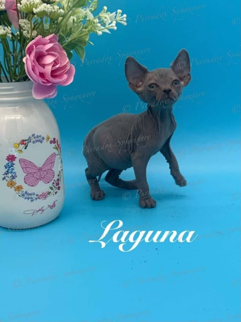 Adorable Sphynx kitten Laguna with hairless skin and large ears, standing on a blue background next.
