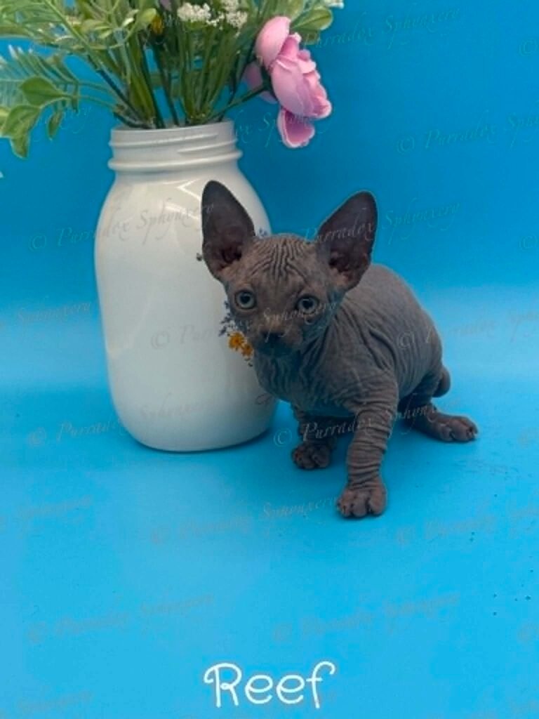 Purradox Reef Blue Sphynx Kitten