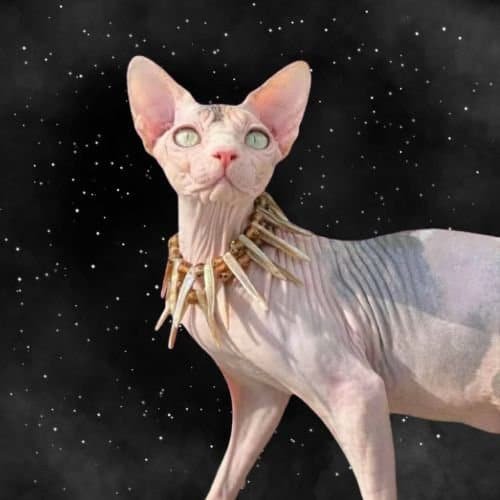 calico sphynx queen