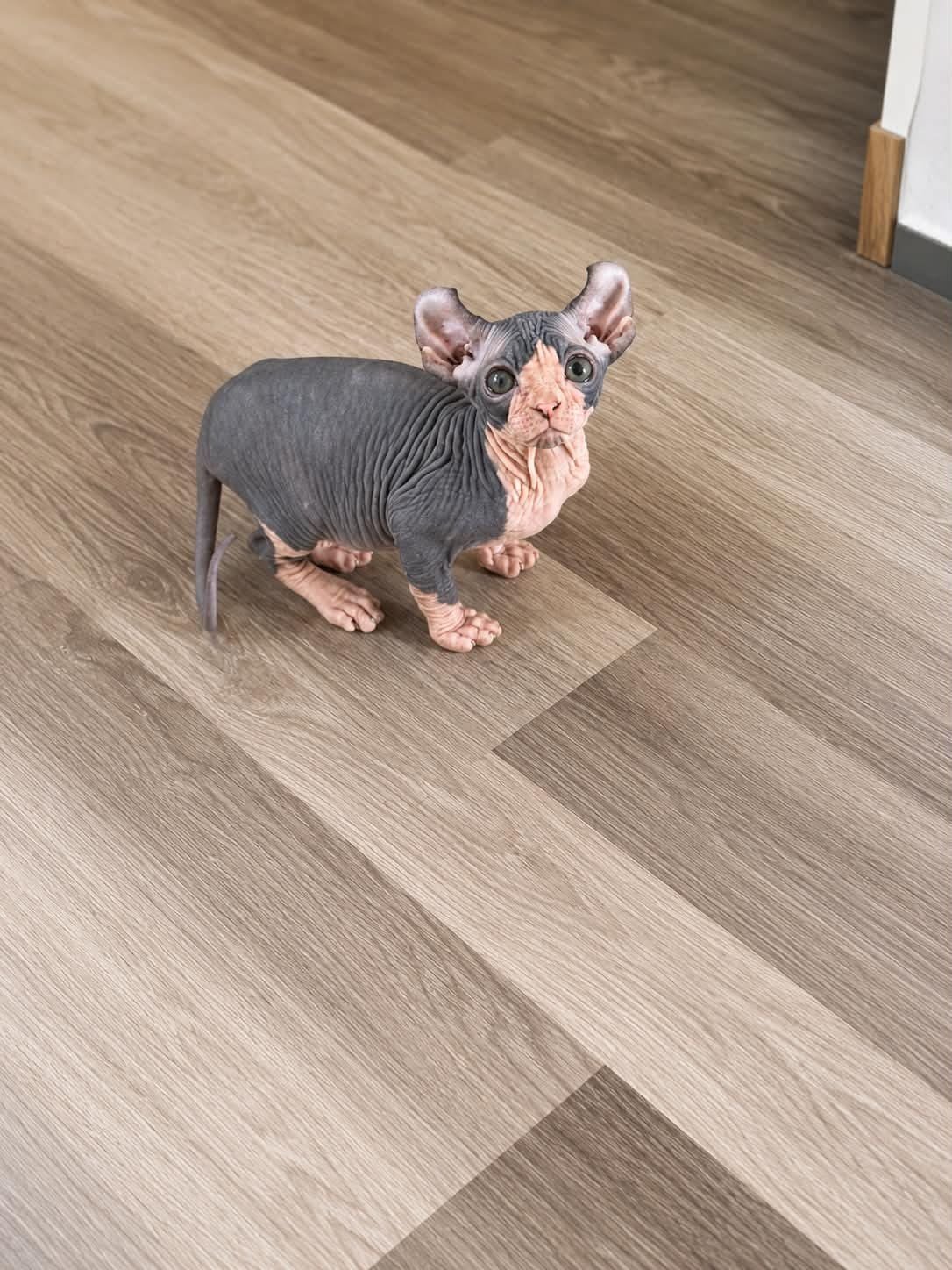 Bastien available Sphynx kitten at Purradox Sphynxery