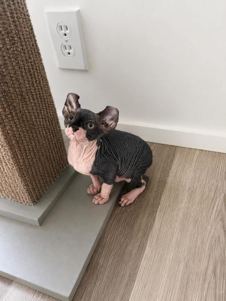 black bicolor elf sphynx