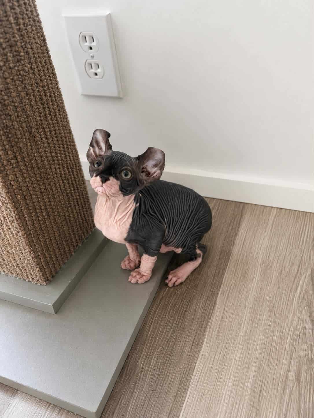 Lucien available Sphynx kitten at Purradox Sphynxery